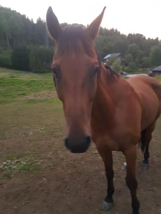 River Run Ranch - Telemark Drangedal Ngoại thất bức ảnh