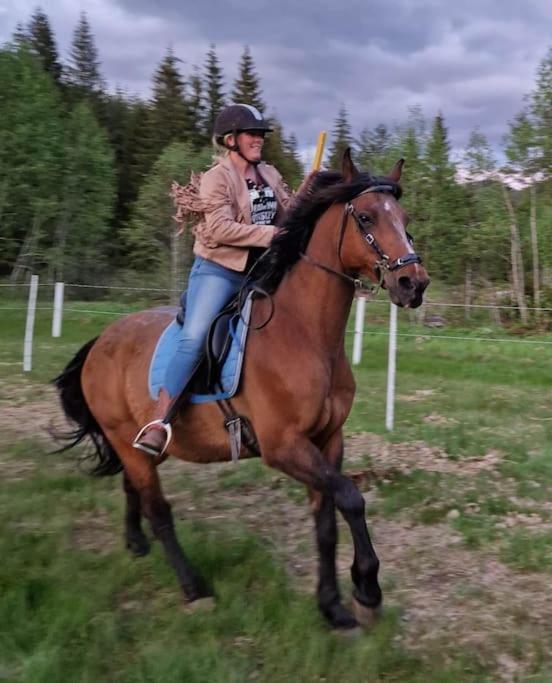 River Run Ranch - Telemark Drangedal Ngoại thất bức ảnh
