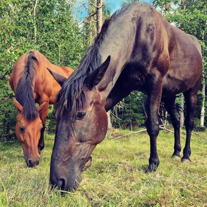 River Run Ranch - Telemark Drangedal Ngoại thất bức ảnh