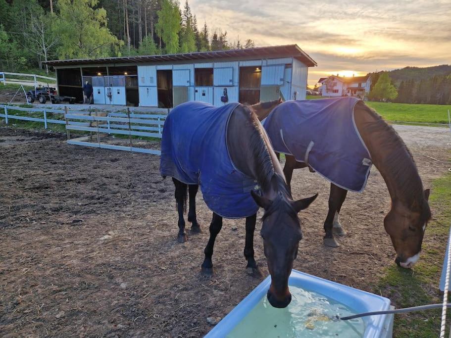 River Run Ranch - Telemark Drangedal Ngoại thất bức ảnh